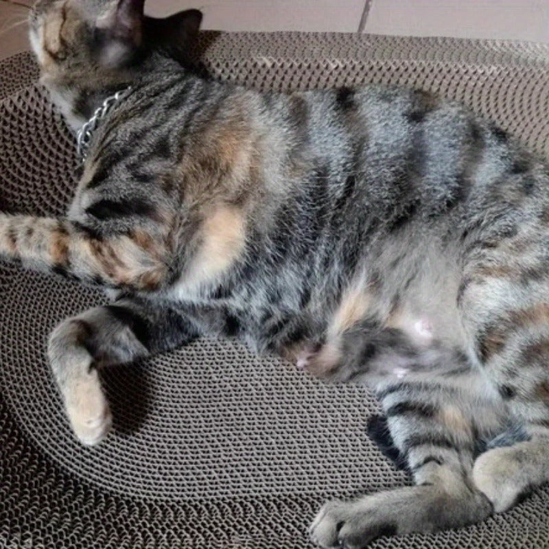 🛏️ Griffoir Confort 2-en-1 pour Chat